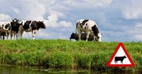 29 juni: webinar inspecties veiligheid rund- en melkveebedrijven